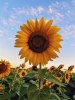 Imágen de perfil de Sun Flower