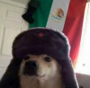 Imágen de perfil