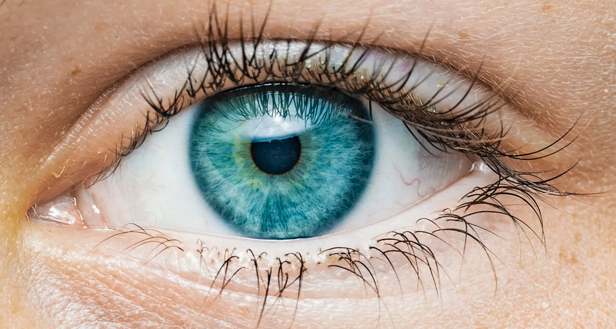 iris2